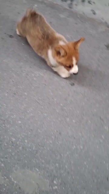(s)Hello ! Em là corgi đây ạ. Mua bán Chó tại Quận 3 Tp Hồ Chí Minh được đăng bởi Tùng Lâm corgi hình 1