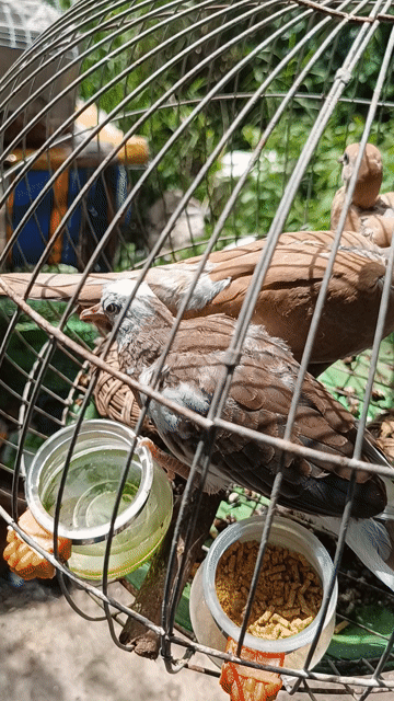 3 con cu non. Mua bán Chim tại Thành phố Long Xuyên An Giang được đăng bởi Tuấn hình 1