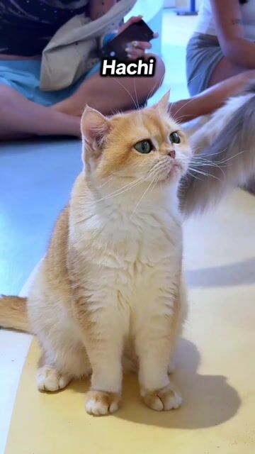 Mèo Anh Lông Ngắn Golden. Mua bán Mèo tại Thành phố Thủ Đức Tp Hồ Chí Minh được đăng bởi Lê Mạnh Trí hình 1