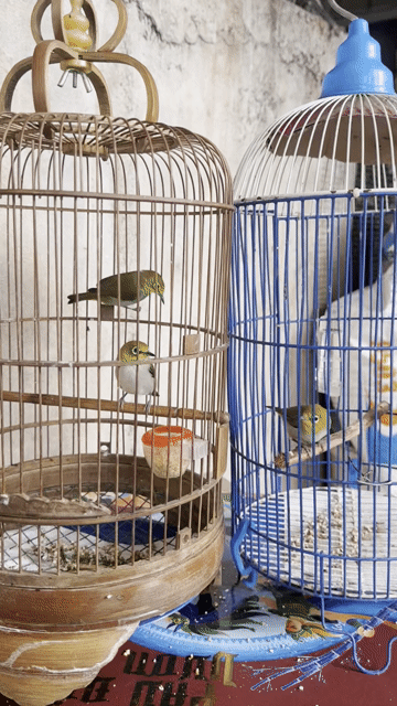 Chim Vành khuyên non nên đang học giọng. Mua bán Chim tại Huyện Thường Tín Hà Nội được đăng bởi Nguyễn văn toản  hình 1