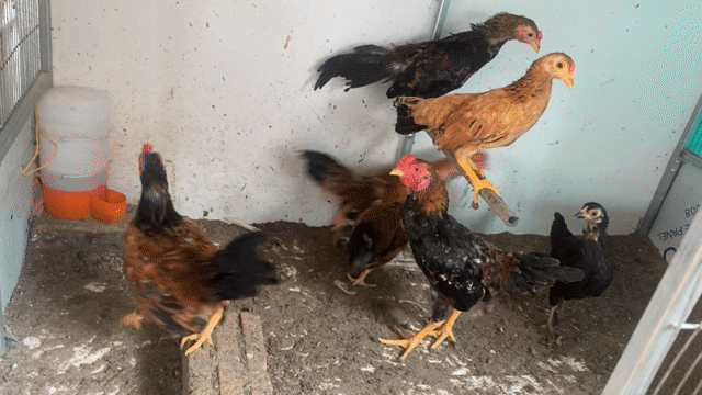 Gà cộc 5-6 tháng tuổi. Mua bán Gà tại Thị xã Từ Sơn Bắc Ninh được đăng bởi cường nguyễn hình 1