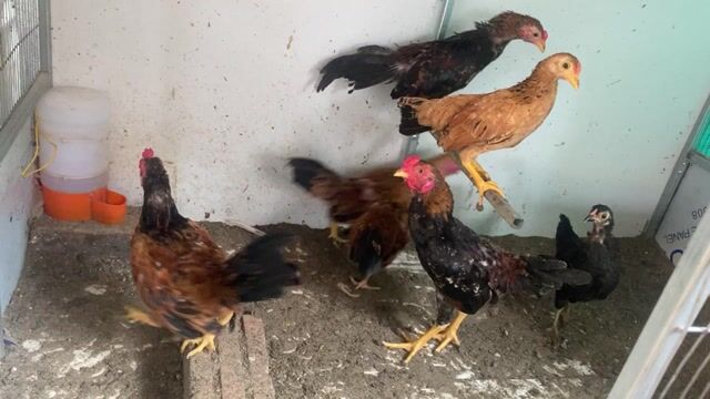 Gà cộc 5-6 tháng tuổi. Mua bán Gà tại Thị xã Từ Sơn Bắc Ninh được đăng bởi cường nguyễn hình 1
