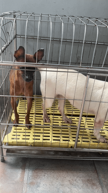Chó Phốc hươu cái trung bình. Mua bán Chó tại Thị xã Từ Sơn Bắc Ninh được đăng bởi Nguyễn tiến cương hình 1
