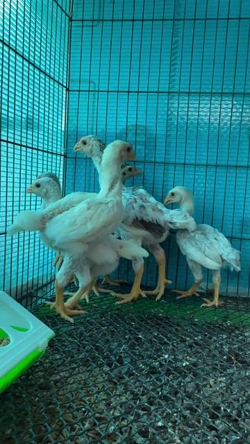 Gà Koshamo Nhật 1.5-3 tháng. Mua bán Gà tại Quận 1 Tp Hồ Chí Minh được đăng bởi Khải hình 1
