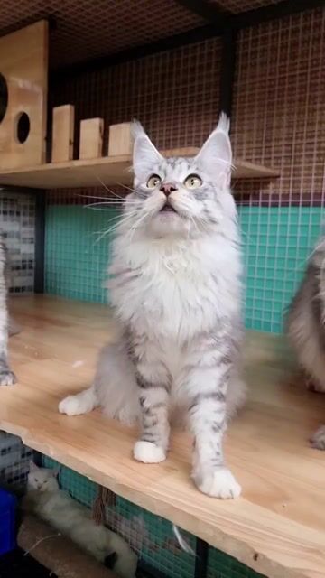 Mèo Mainecoon cái 4 tháng 2 mũi. Mua bán Mèo tại Huyện Hóc Môn Tp Hồ Chí Minh được đăng bởi Thanh Thanh hình 1