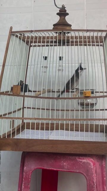 Chim chào mào không xác định. Mua bán Chim tại Quận 12 Tp Hồ Chí Minh được đăng bởi Loc Nguyen hình 1