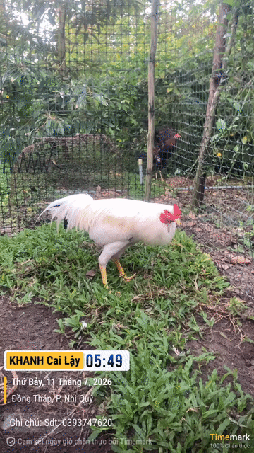 Gà tơ trống 2.5kg màu Trắng. Mua bán Gà tại Thị xã Cai Lậy Tiền Giang được đăng bởi Nguyen Cong Khanh hình 1