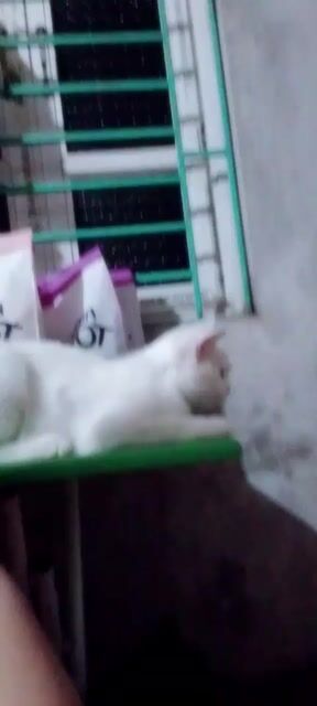 Mèo lai AlN. Mua bán Mèo tại Huyện Khoái Châu Hưng Yên được đăng bởi Nhất Tâm hình 1