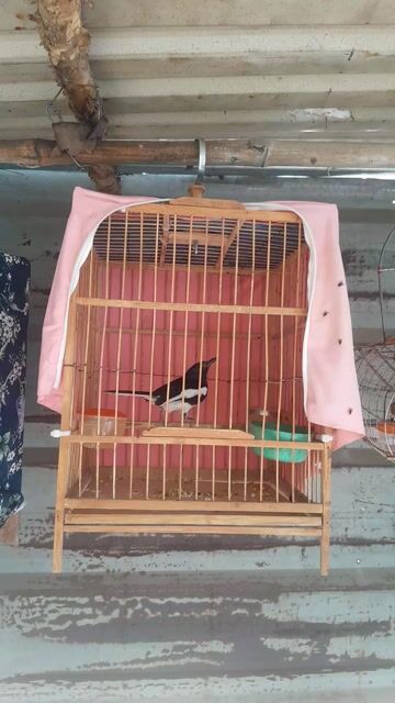 Chim chích chòe than bổi. Mua bán Chim tại Quận 12 Tp Hồ Chí Minh được đăng bởi Đặng Phúc hình 1