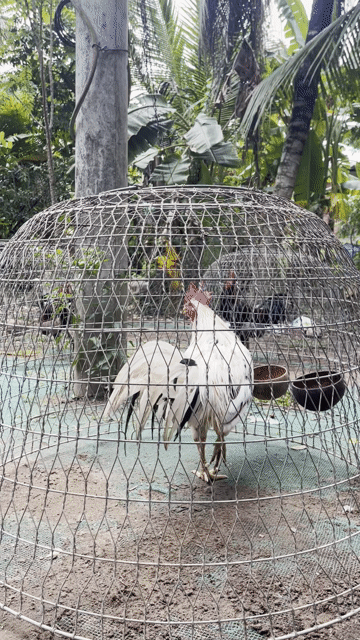 Gà chọi Trắng đực 3kg. Mua bán Gà tại Huyện Ba Tri Bến Tre được đăng bởi Thú Y Chí Hiếu  hình 1