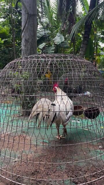 Gà chọi Trắng đực 3kg. Mua bán Gà tại Huyện Ba Tri Bến Tre được đăng bởi Thú Y Chí Hiếu  hình 1