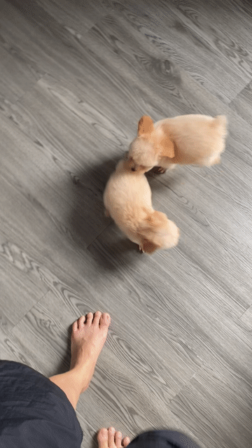 poodle thuẩn chủng. Mua bán Chó tại Quận 12 Tp Hồ Chí Minh được đăng bởi Nguyễn Nguyễn hình 1