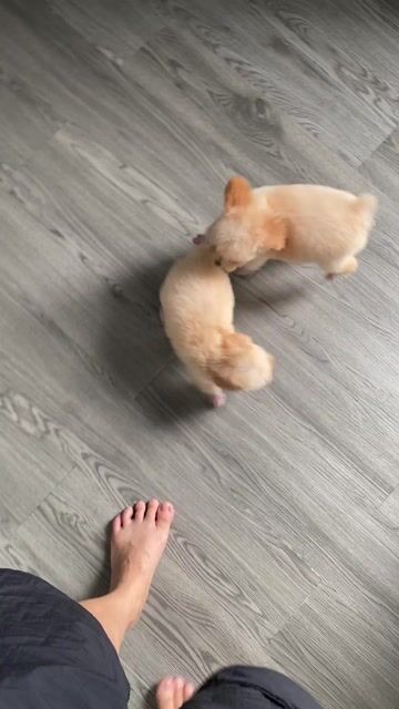 poodle thuẩn chủng. Mua bán Chó tại Quận 12 Tp Hồ Chí Minh được đăng bởi Nguyễn Nguyễn hình 1