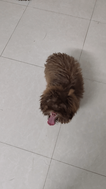 Chó Poodle lai Phốc Sóc đực vài tháng. Mua bán Chó tại Quận Cẩm Lệ Đà Nẵng được đăng bởi Mun hình 1