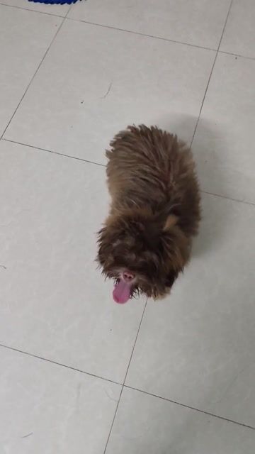 Chó Poodle lai Phốc Sóc đực vài tháng. Mua bán Chó tại Quận Cẩm Lệ Đà Nẵng được đăng bởi Mun hình 1