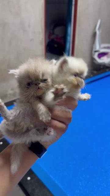 Mèo Batu gần 1 tháng 5 đứa 5 màu (nhà làm). Mua bán Mèo tại Huyện Châu Thành Tiền Giang được đăng bởi Trương Công Tiền hình 1