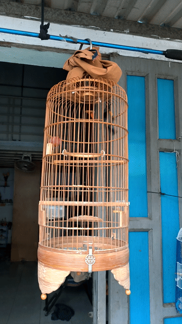 Chim hút mật họng đen chơi mạnh nguyên bộ . Mua bán Chim tại Quận Bình Tân Tp Hồ Chí Minh được đăng bởi Tăm  hình 1