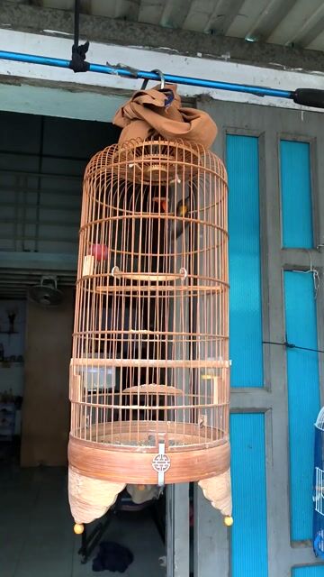 Chim hút mật họng đen chơi mạnh nguyên bộ . Mua bán Chim tại Quận Bình Tân Tp Hồ Chí Minh được đăng bởi Tăm  hình 1