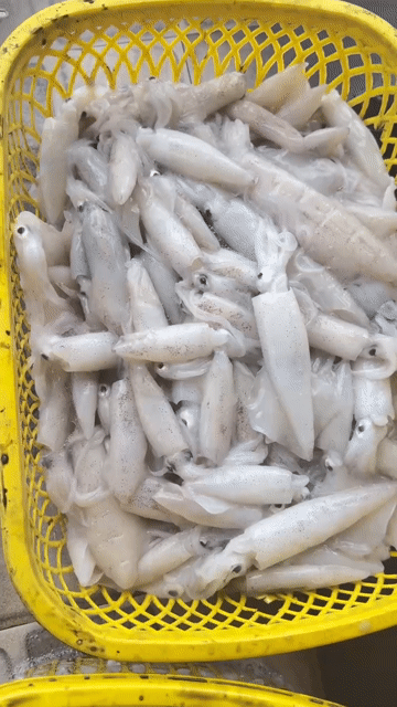 Mực ghim sữa 1kg Tươi sống. Mua bán Đồ ăn, thực phẩm và các loại khác tại Thành phố Biên Hòa Đồng Nai được đăng bởi vân trần hình 1