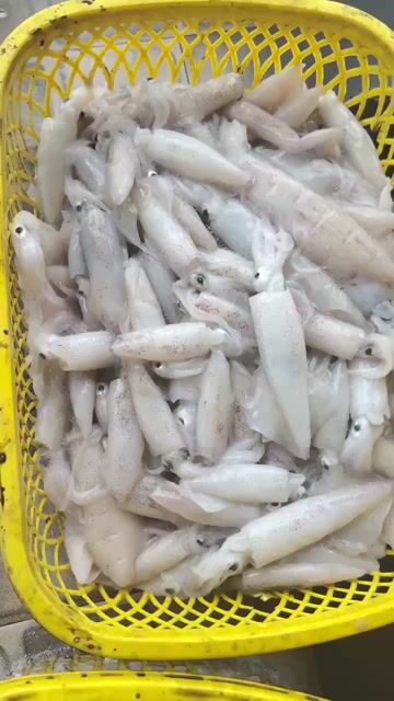 Mực ghim sữa 1kg Tươi sống. Mua bán Đồ ăn, thực phẩm và các loại khác tại Thành phố Biên Hòa Đồng Nai được đăng bởi vân trần hình 1