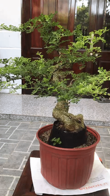 Cây cảnh bonsai Cần thăng 55cm. Mua bán Cây cảnh, đồ trang trí tại Quận Ngũ Hành Sơn Đà Nẵng được đăng bởi Quang Vu hình 1
