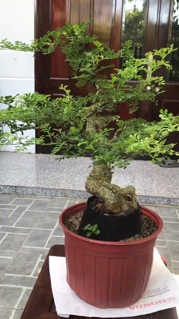 Cây cảnh bonsai Cần thăng 55cm. Mua bán Cây cảnh, đồ trang trí tại Quận Ngũ Hành Sơn Đà Nẵng được đăng bởi Quang Vu hình 1