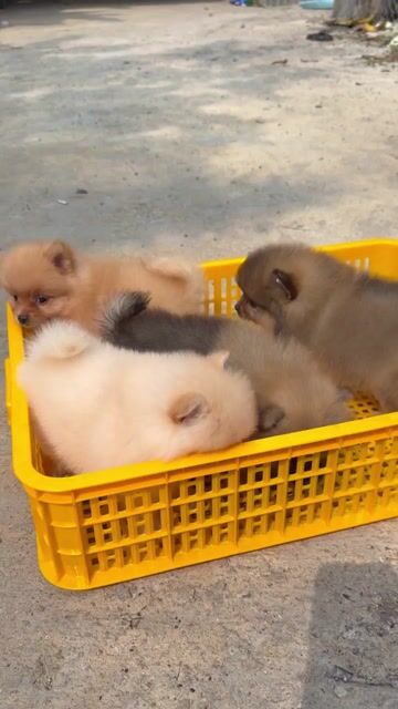 Pom Phóc sóc như cục bông xinh xỉu. Mua bán Chó tại Huyện Trảng Bom Đồng Nai được đăng bởi Hai Mập hình 1