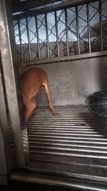 Chó fox hươu Đực 9 tháng màu Đỏ đen. Mua bán Chó tại Huyện Củ Chi Tp Hồ Chí Minh được đăng bởi Lê trí nghĩa hình 1