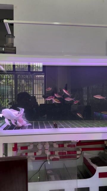 Hồ cá 1m2 x 60 x 60 4 lớp đáy. Mua bán Phụ kiện, Thức ăn, Dịch vụ tại Quận 7 Tp Hồ Chí Minh được đăng bởi Từ Hữu cường hình 1