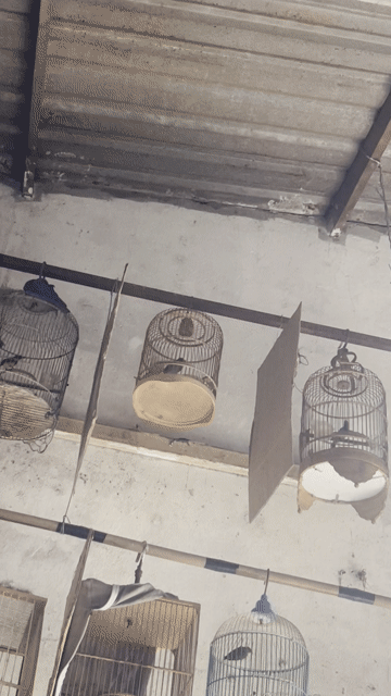 Chim sâu đầu đỏ trống 2 tháng. Mua bán Chim tại Huyện Bình Chánh Tp Hồ Chí Minh được đăng bởi Pé  Toàn hình 1