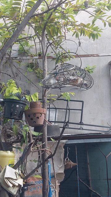 Chim chào mào đầu đỏ. Mua bán Chim tại Quận 7 Tp Hồ Chí Minh được đăng bởi vinh quang hình 1