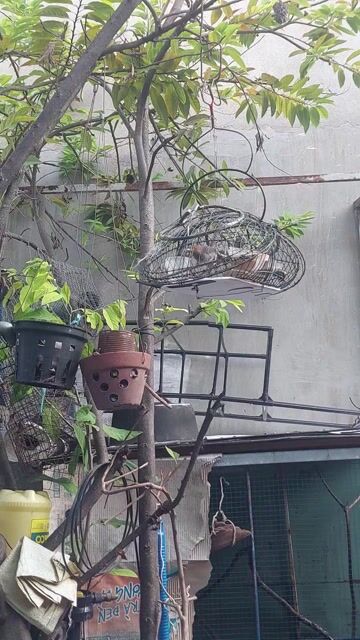 Chim chào mào đầu đỏ. Mua bán Chim tại Quận 7 Tp Hồ Chí Minh được đăng bởi vinh quang hình 1