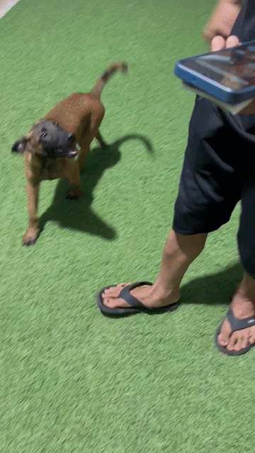 Chó Malinois Đực Nâu đen 6kg. Mua bán Chó tại Huyện Bình Chánh Tp Hồ Chí Minh được đăng bởi Trường Bùi nguyên hình 1