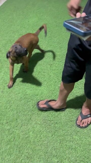 Chó Malinois Đực Nâu đen 6kg. Mua bán Chó tại Huyện Bình Chánh Tp Hồ Chí Minh được đăng bởi Trường Bùi nguyên hình 1