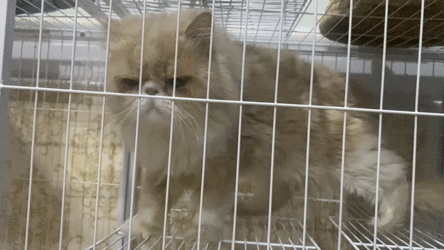 Mèo Ba Tư vàng kem phối giống. Mua bán Mèo tại Thành phố Thuận An Bình Dương được đăng bởi Phương  hình 1