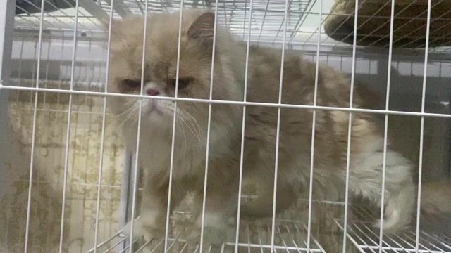 Mèo Ba Tư vàng kem phối giống. Mua bán Mèo tại Thành phố Thuận An Bình Dương được đăng bởi Phương  hình 1