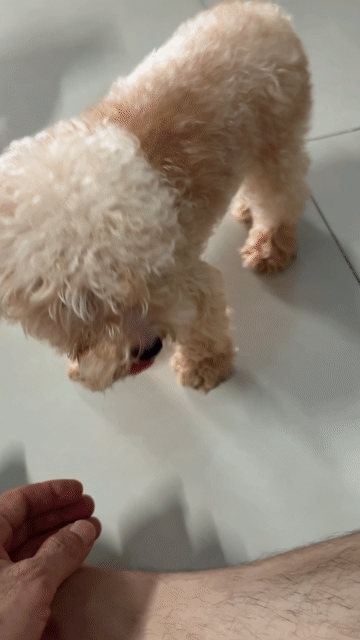 Chó Poodle Teacup cái 10 tháng. Mua bán Chó tại Huyện Trảng Bom Đồng Nai được đăng bởi Vancuong hình 1