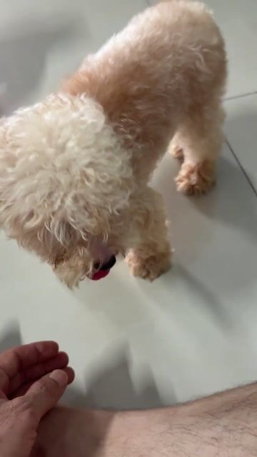 Chó Poodle Teacup cái 10 tháng. Mua bán Chó tại Huyện Trảng Bom Đồng Nai được đăng bởi Vancuong hình 1