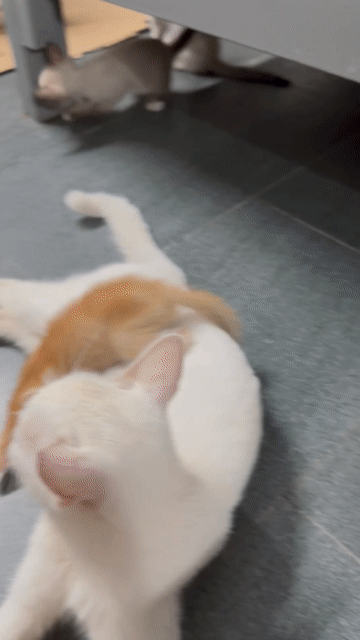Mèo con Đa sắc. Mua bán Mèo tại Huyện Hoài Đức Hà Nội được đăng bởi Ngọc Ánh Nguyễn hình 1