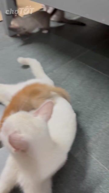Mèo con Đa sắc. Mua bán Mèo tại Huyện Hoài Đức Hà Nội được đăng bởi Ngọc Ánh Nguyễn hình 1