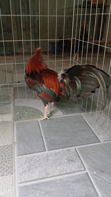 đều Cuban lai 1k240 sổ tóc độ. Mua bán Gà tại Thành phố Thuận An Bình Dương được đăng bởi Phoi phoi hình 1