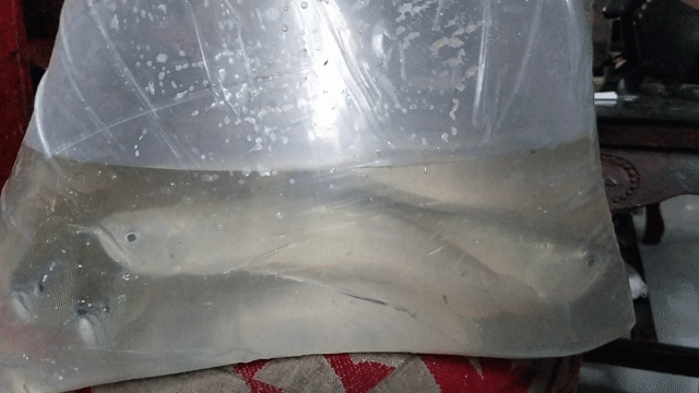 Cá cảnh Ngân Long Bạc 30cm. Mua bán Thú cưng khác tại Quận 8 Tp Hồ Chí Minh được đăng bởi Úc Quỳnh hình 1