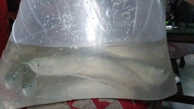 Cá cảnh Ngân Long Bạc 30cm. Mua bán Thú cưng khác tại Quận 8 Tp Hồ Chí Minh được đăng bởi Úc Quỳnh hình 1