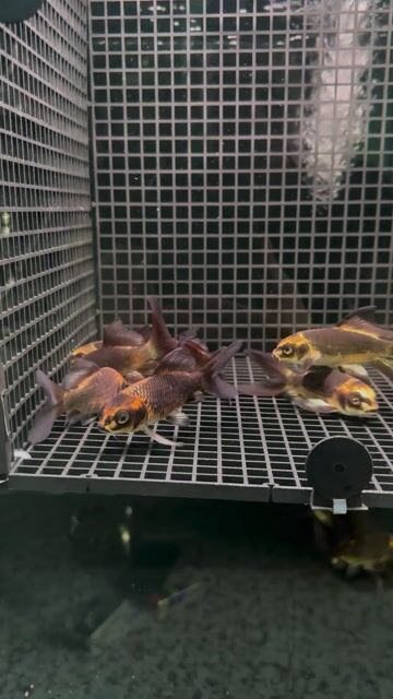 Cá Phi tần mèo đỏ 8-10cm Đỏ. Mua bán Thú cưng khác tại Quận Tân Bình Tp Hồ Chí Minh được đăng bởi Nguyen Minh Hoa hình 1