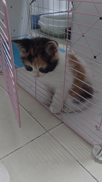 Mèo Tam thể cái 7 tuần tuổi. Mua bán Mèo tại Quận Nam Từ Liêm Hà Nội được đăng bởi Nguyễn Thanh hình 1