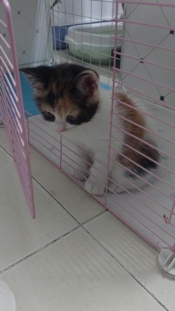 Mèo Tam thể cái 7 tuần tuổi. Mua bán Mèo tại Quận Nam Từ Liêm Hà Nội được đăng bởi Nguyễn Thanh hình 1