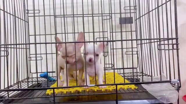 Chó Chihuahua đực 2 tháng. Mua bán Chó tại Quận Gò Vấp Tp Hồ Chí Minh được đăng bởi Biên Nguyên hình 1