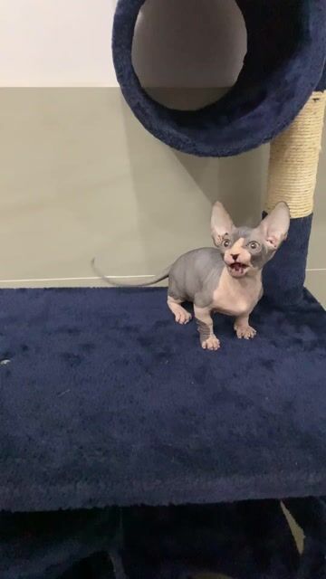 Mèo Sphynx chân ngắn  Cái. Mua bán Mèo tại Quận Bình Tân Tp Hồ Chí Minh được đăng bởi Thành hình 1