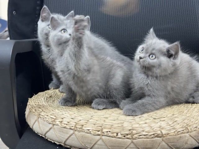 Mèo cảnh 2 tháng Đực Cái. Mua bán Mèo tại Thành phố Thủ Đức Tp Hồ Chí Minh được đăng bởi Viet Meow 233a Dương Đình Hội Q9 hình 1