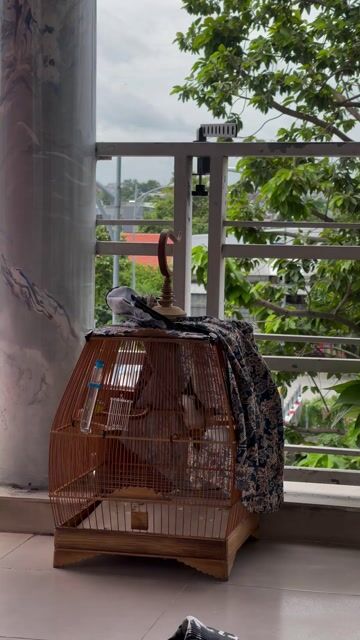 Chim chào mào 2 mùa. Mua bán Chim tại Thành phố Thủ Đức Tp Hồ Chí Minh được đăng bởi Quốc Khánh hình 1